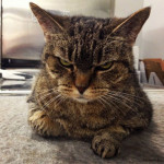 Перша новина 